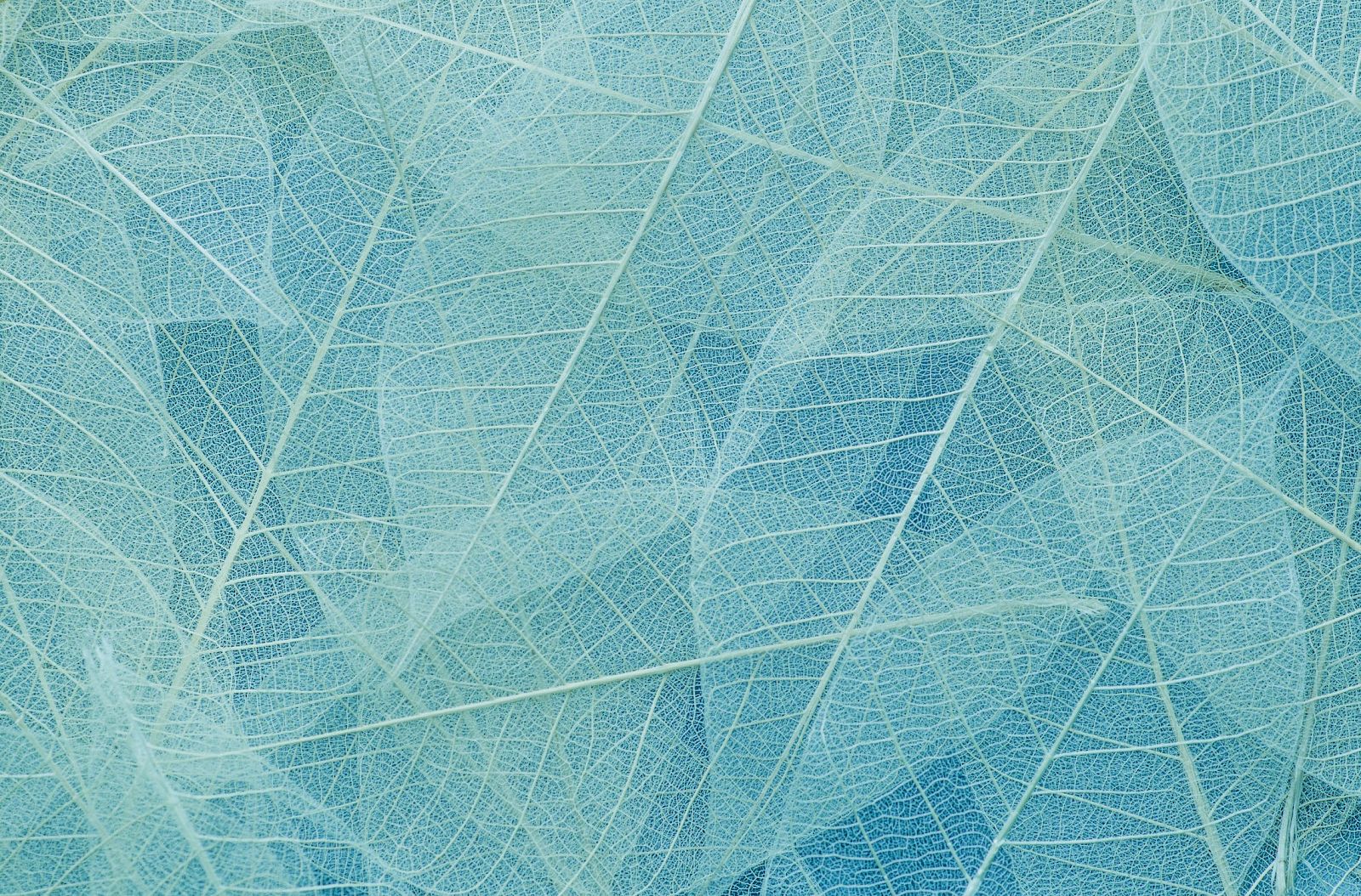 The image shows a close-up of several translucent leaves with a blue-green tint, revealing their intricate vein structures.