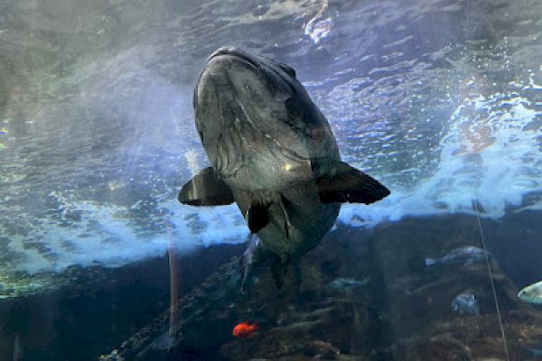 A large fish is swimming underwater, viewed from below. The water above is disturbed, and there are other fish and aquatic details visible.